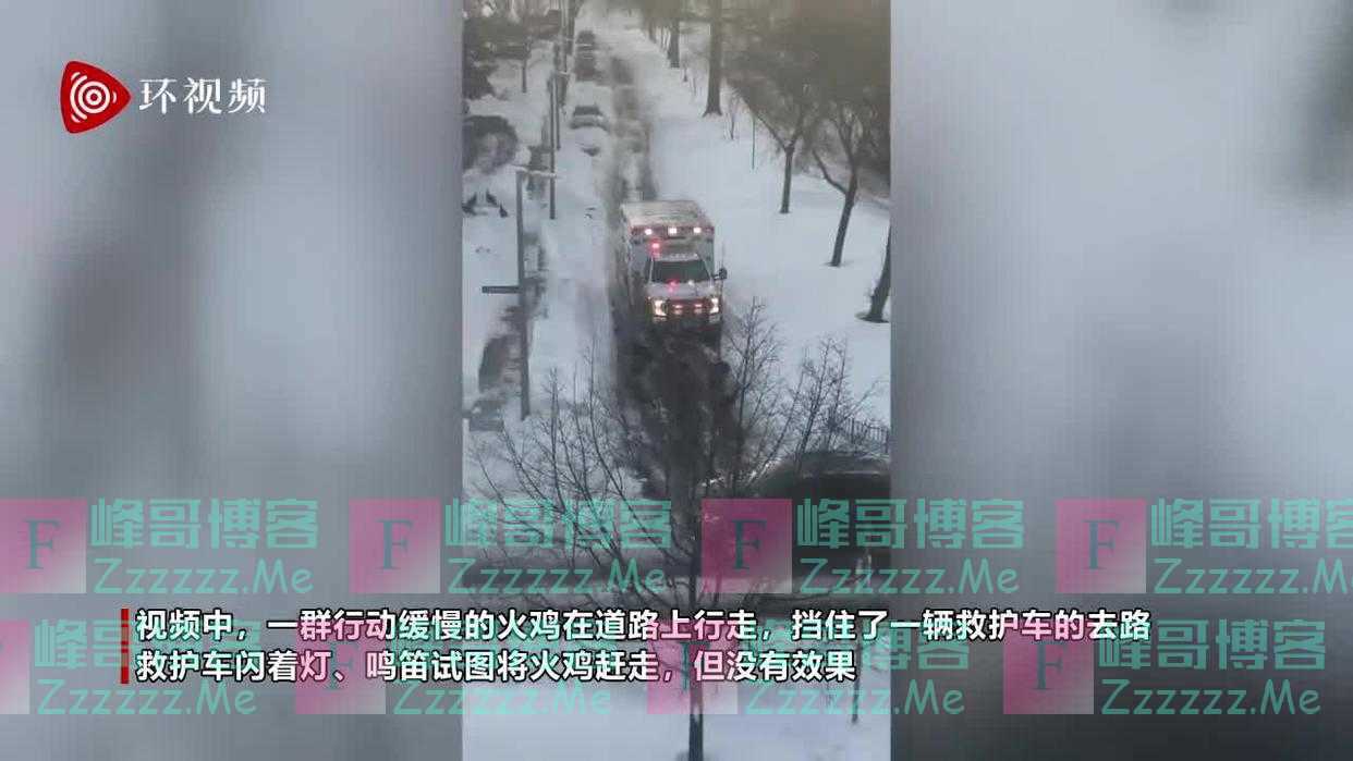 美国一群野生火鸡在道路上挡住救护车去路 惹居民不满