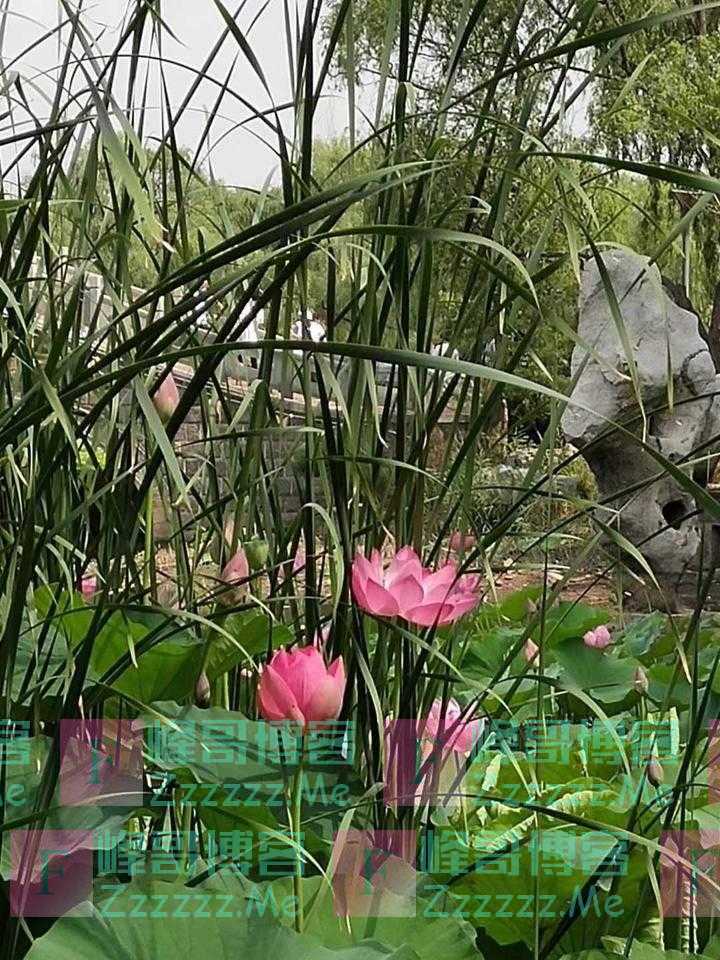 青未了/董国宾:香蒲草