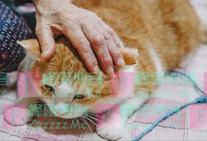 空瞳视界|姥爷和他的橘猫“太空虎”