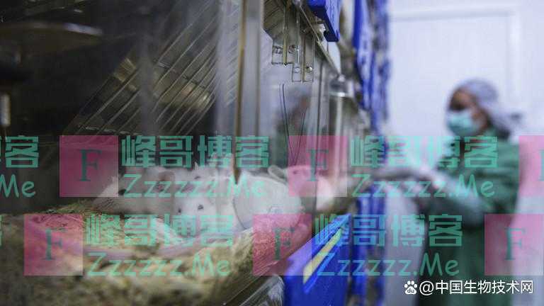 世界首次！以色列科学家让12只瘫痪小鼠重新恢复活动