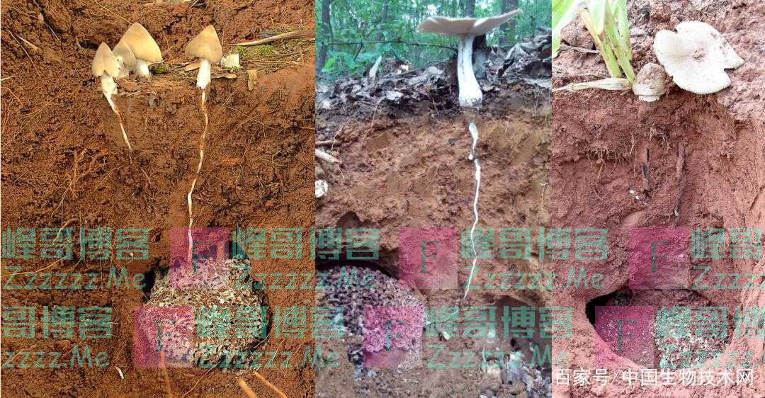 鸡枞菌：白蚁栽培的美味食用菌