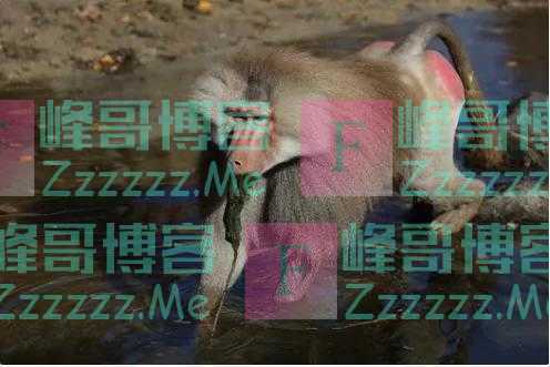 猪有望成为移植器官的供体