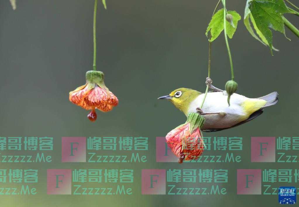 小鸟戏“春”花