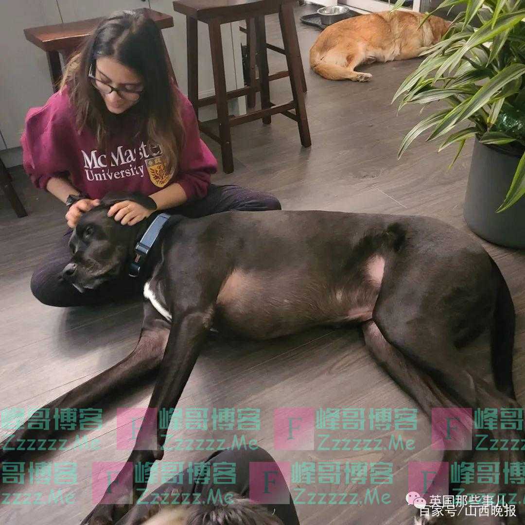 温柔大丹犬照顾小奶喵，这体型差，简直太有爱啦