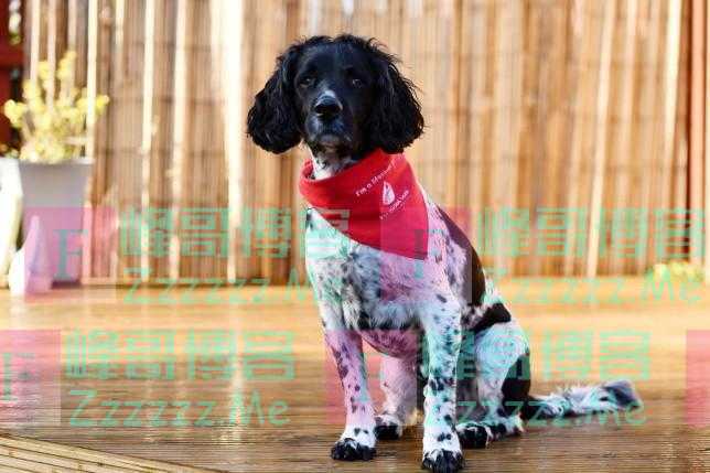 献血犬在帮助了至少80只生病的狗后光荣“退休”