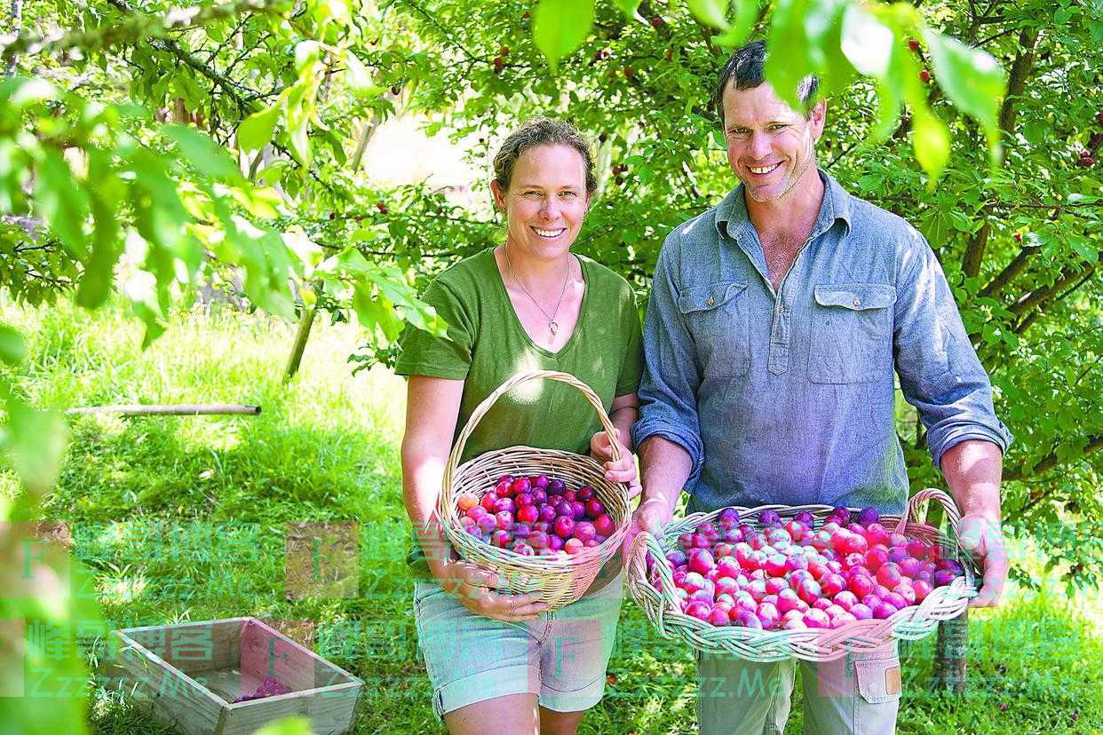 新西兰采摘工 不少是“成功人士”