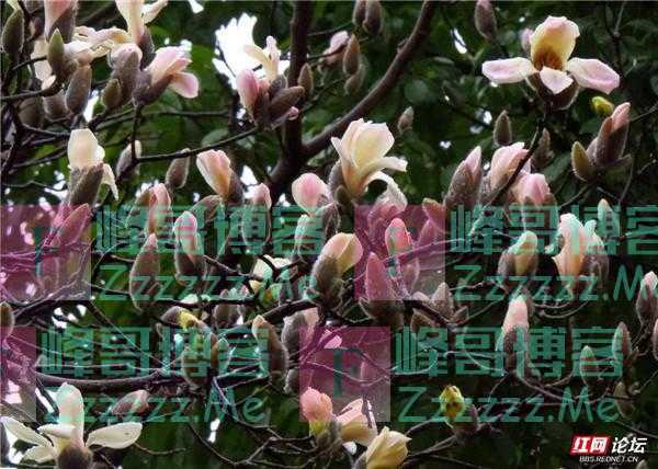 不曾姹紫嫣红却让人悄然心动，雨中白玉兰是春天最美的留白