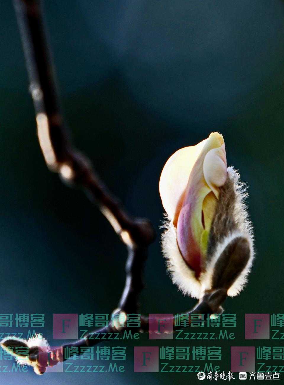 玉兰花儿争春绽放