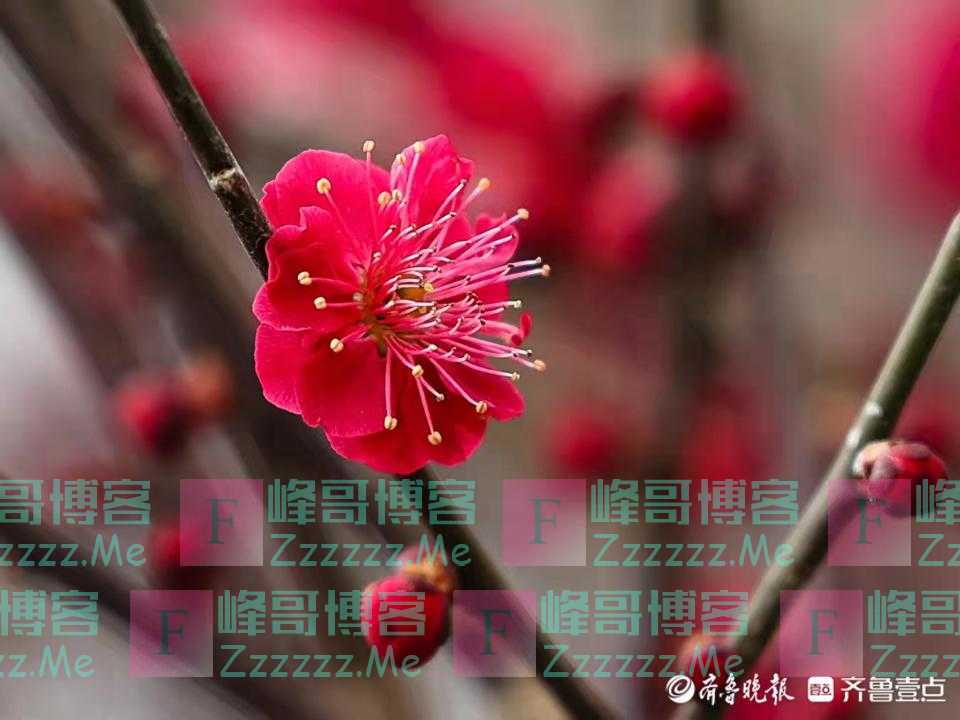 不负春光，趵突泉公园梅花竞相开放