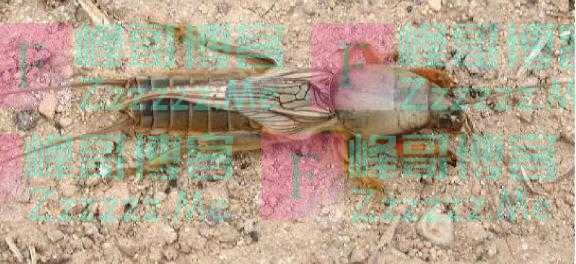 十日谈｜“土狗”蝼蛄