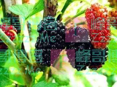 青未了｜桑葚熟了