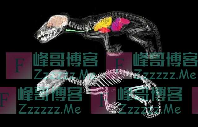 不再是科幻小说：灭绝物种复活离我们又近了一步