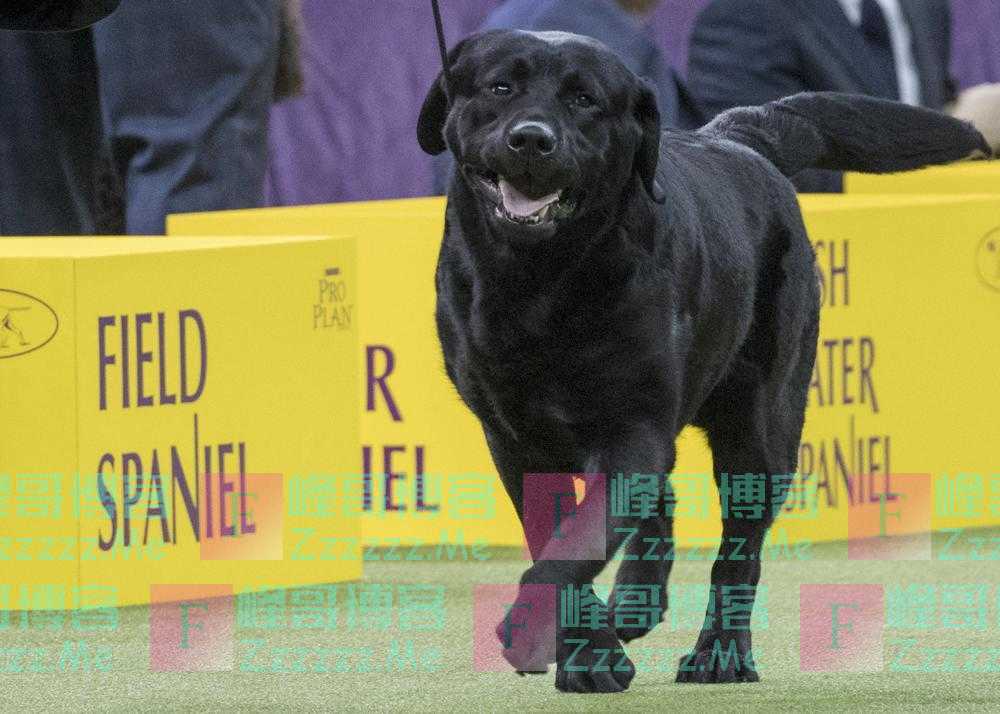 美国养狗协会公布最受欢迎10大犬种 拉布拉多31年蝉联第一
