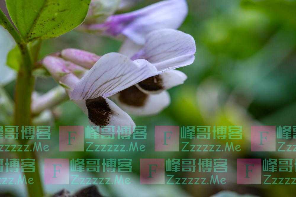 夜雨丨艾万忠：占春芳蚕豆花（苏轼体）