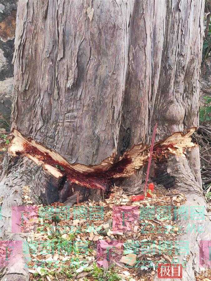 4棵国家一级“植物大熊猫”红豆杉遭砍伐?官方回应