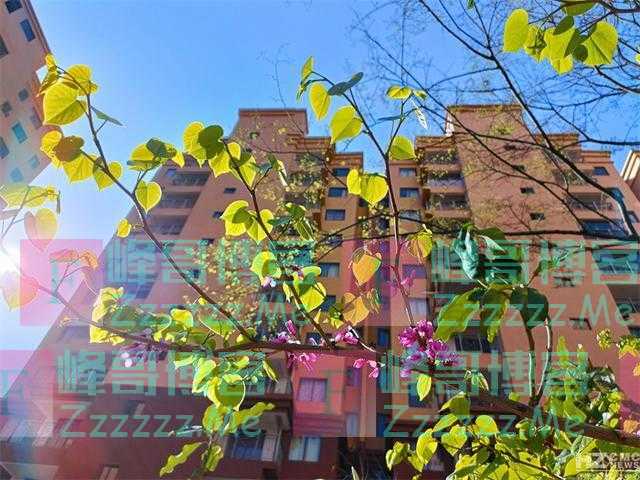 你被朋友圈的花美到了吗？