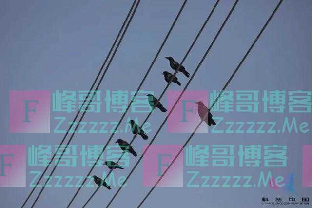 被鸟屎击中后，我发现了一个“惊天”秘密