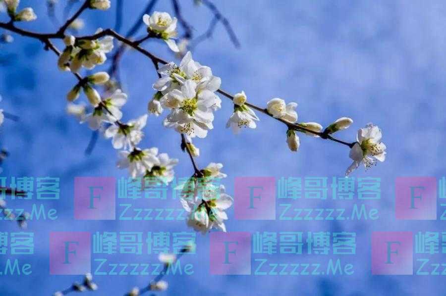 小院春来迟（随笔）