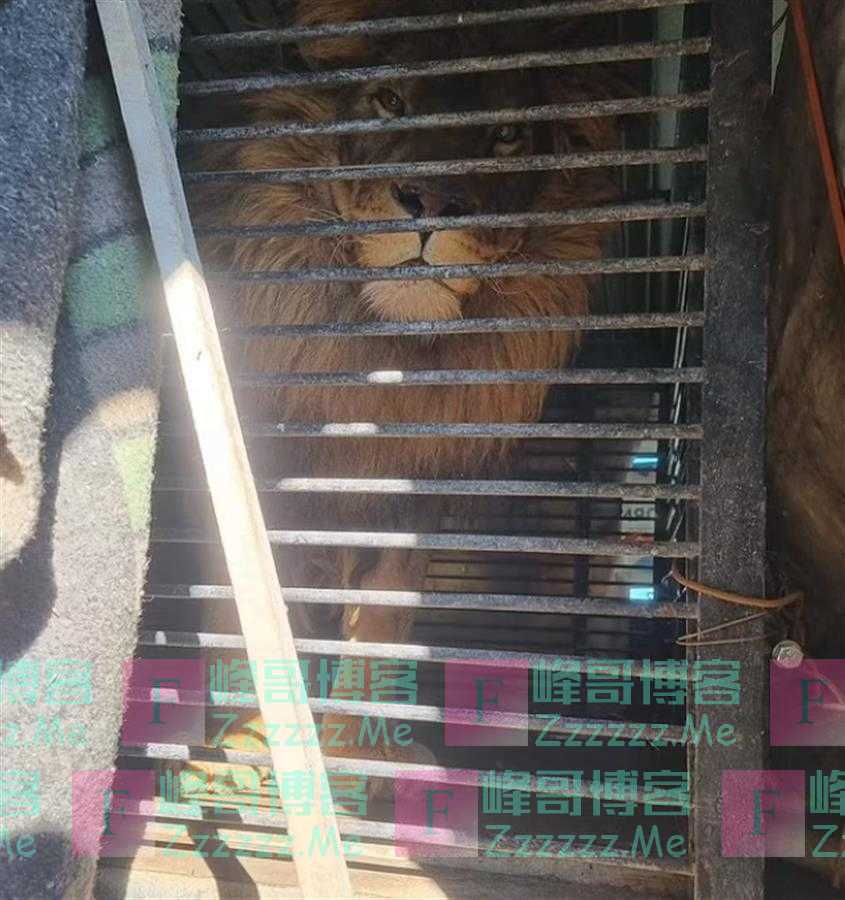 英国男子穿越火线,去乌克兰动物园救出两头猛兽,乌士兵:开什么玩笑!