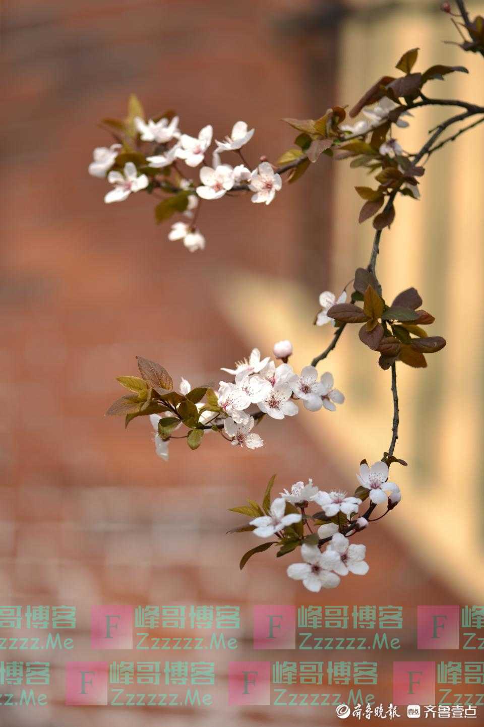燕子山路上的小花俏枝头