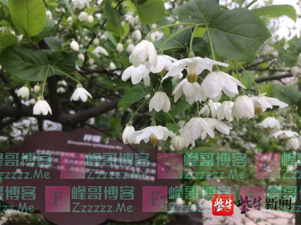 神奇!苏州上方山森林公园藏着三棵秤锤树,能结出秤砣形果实