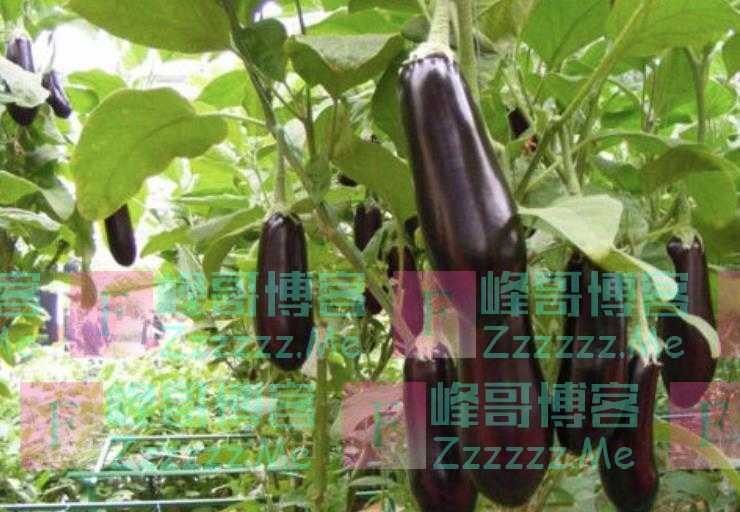 支招!茄子缺钙就要补,掌握技巧才有效