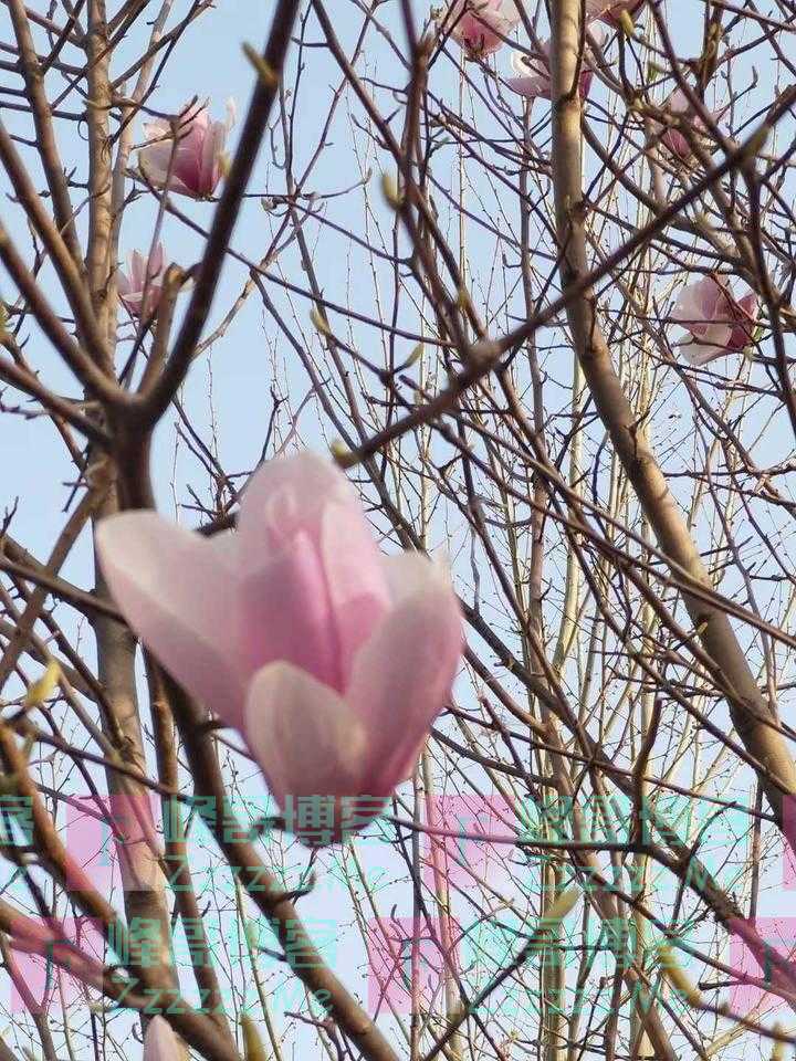 玉兰有花语