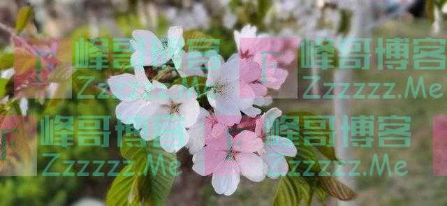 让我想起了普希金的这首《一朵小花》