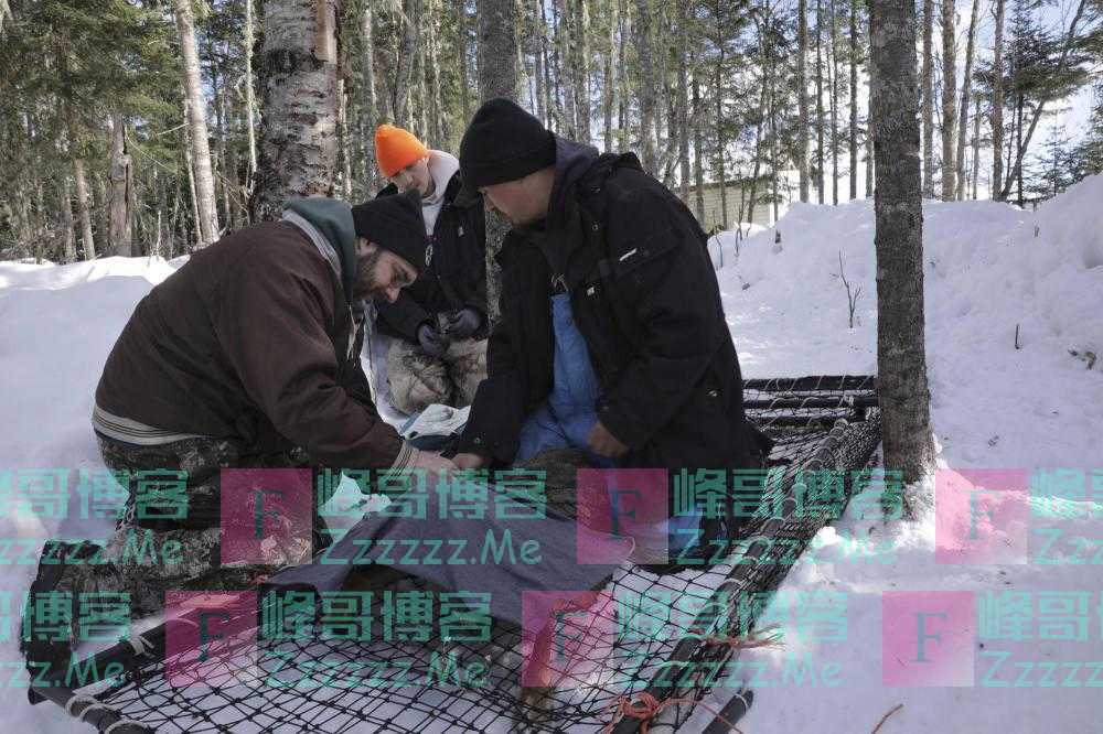 美国24个州野生动物中发现新冠 科学家称病毒可能进化后回传人类