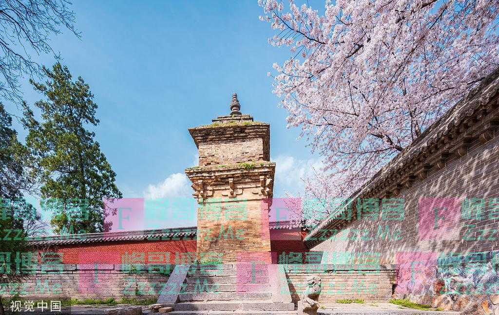 河南嵩山：少林寺樱花开放 武僧习武赏花