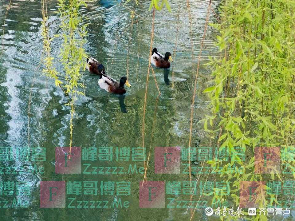 沐浴春风 柳岸花明