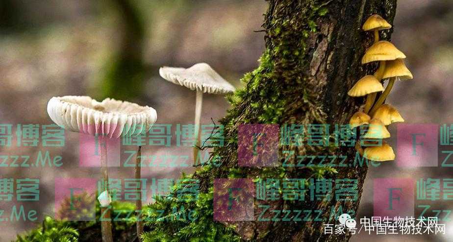 科学家发现:蘑菇可能也会“说话”!