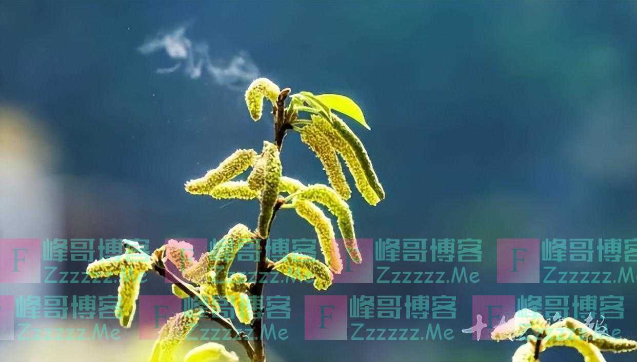 网友拍下一棵能冒烟，还会响的树！专家：这类人别靠近