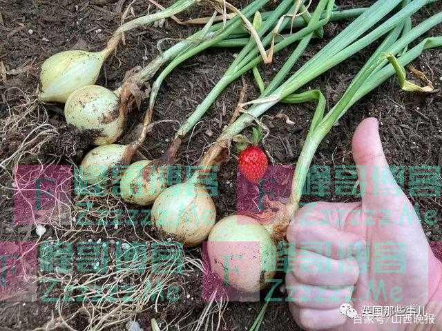 外国网友各种种失败的瓜果蔬菜……这画风，真.歪瓜裂枣！