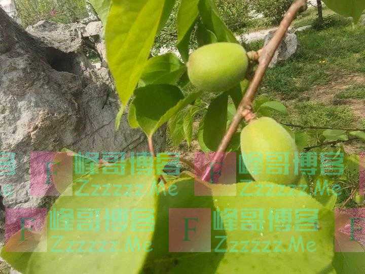 春天的味道
