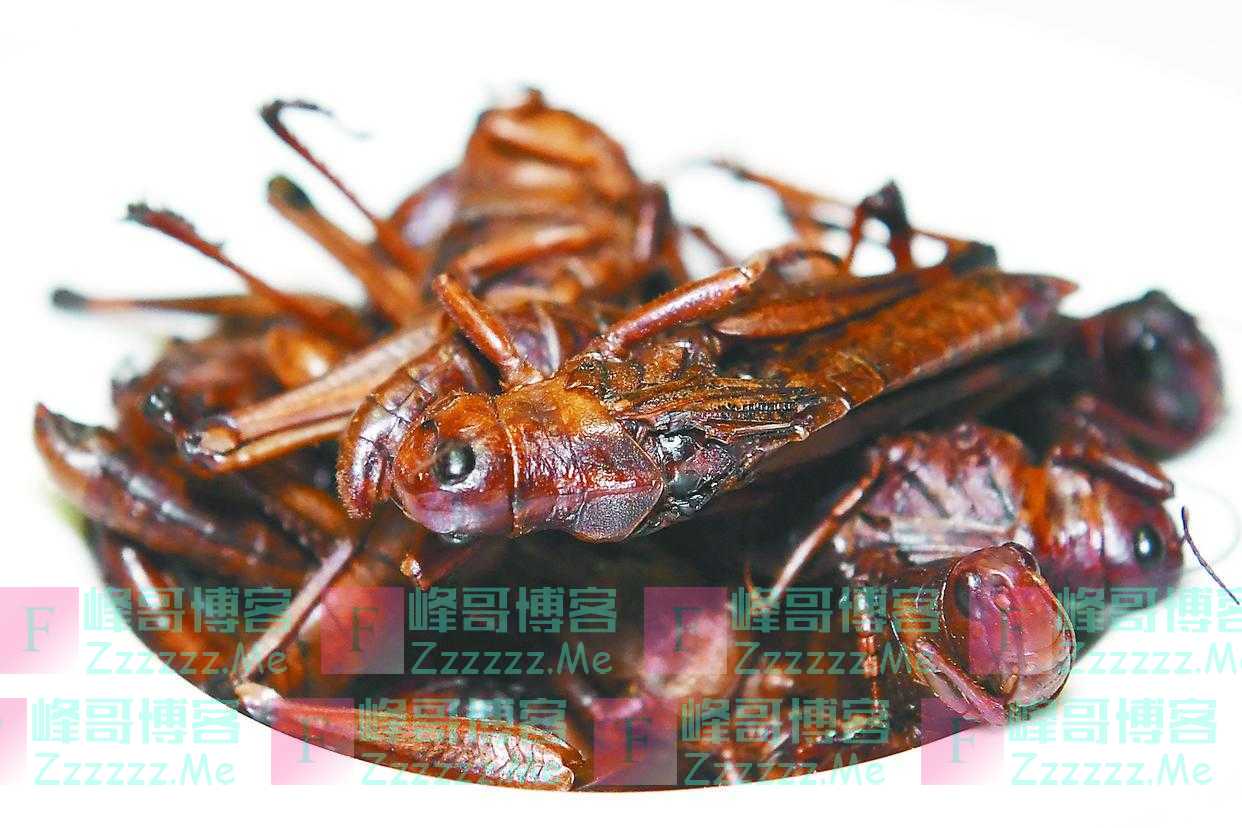 “炸蚂蚱”，乌干达人的“时尚小零食”