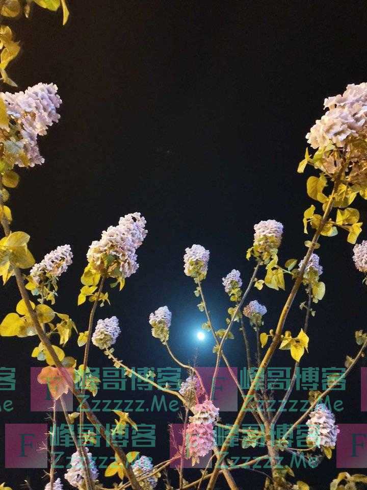 《又见梧桐花》作者:杨磊