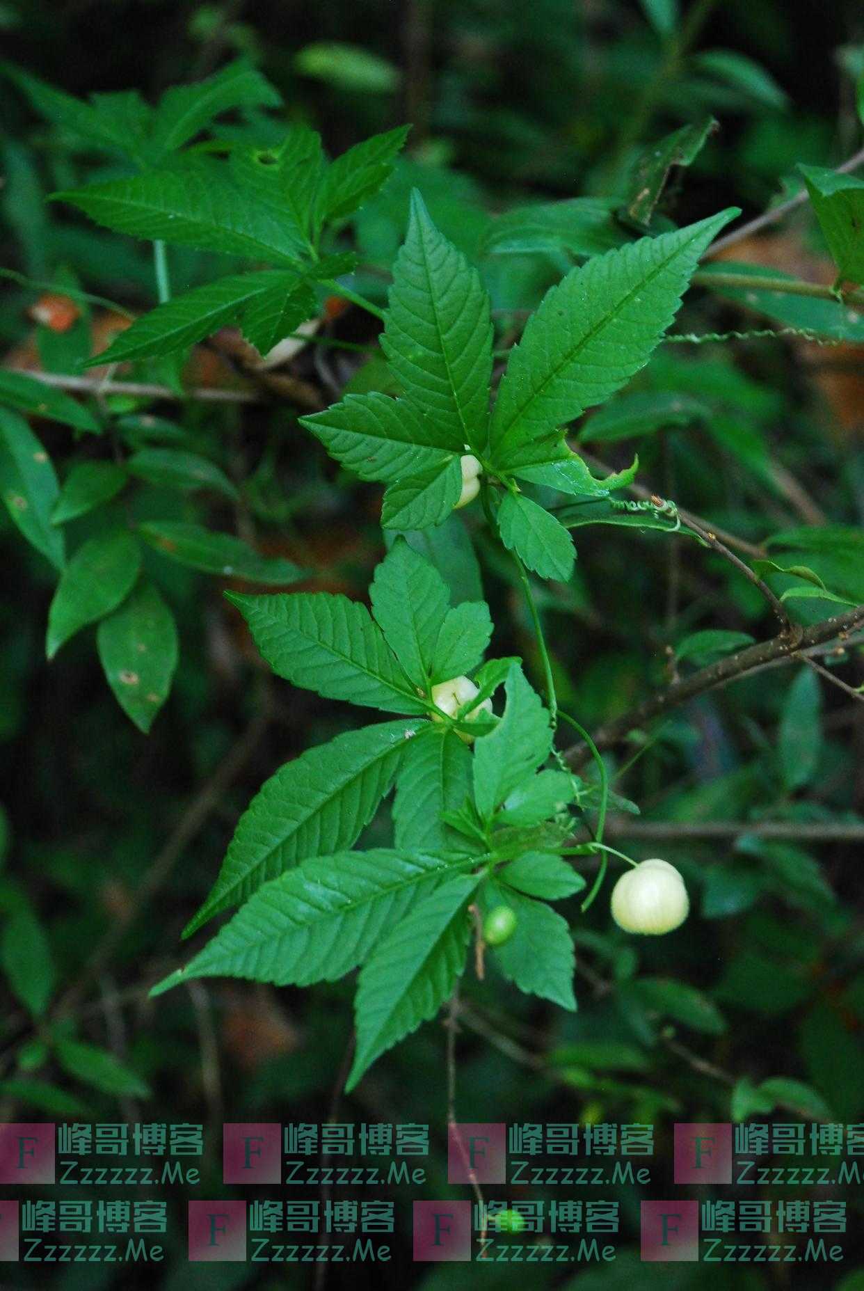科研人员在湖北十堰发现一种药用植物新种