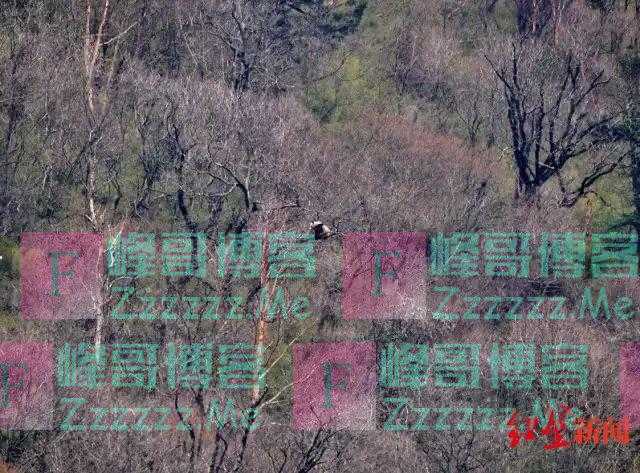 穿越了？时隔五年同一天，同一区域疑似同一棵树上再次拍到大熊猫