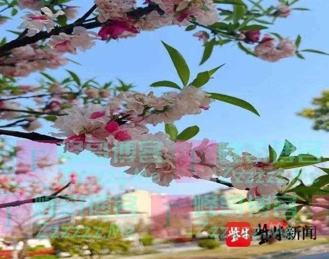 神奇，丹阳一棵桃树花开双色