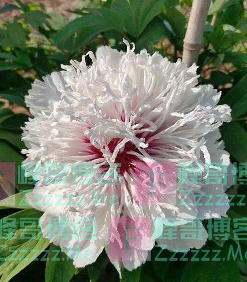 “牡丹开出菊花瓣”——菏泽百花园育出直径23厘米奇异花朵