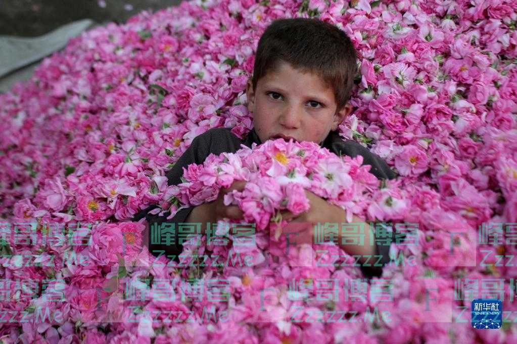 阿富汗：采摘玫瑰花