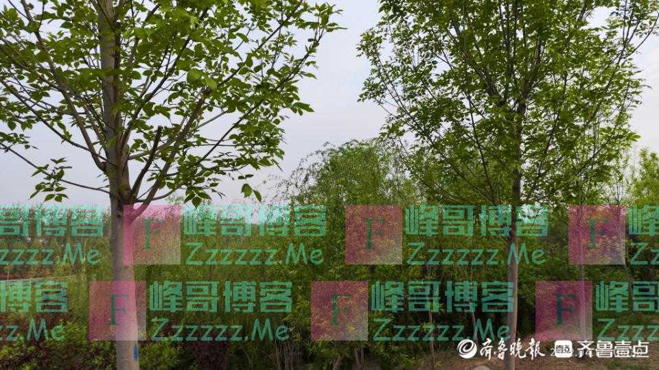 清晨的山林，春意盎然生机勃勃