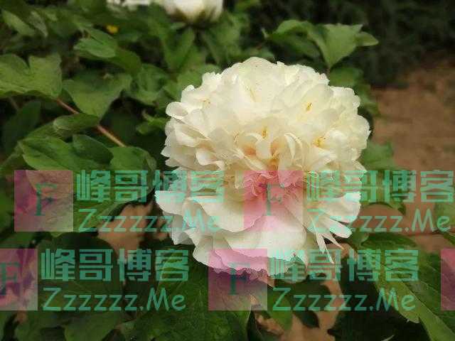 这个牡丹中的稀有品种，你知道是怎么培育出来的吗？丨国家植物园