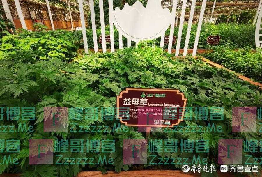 图集｜关于药蔬同源，你听过没见过、见过没听过的，这里都有