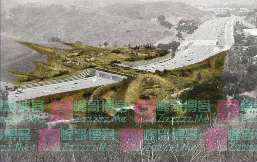 洛杉矶高速公路建设世界最大“野生动物立交桥”