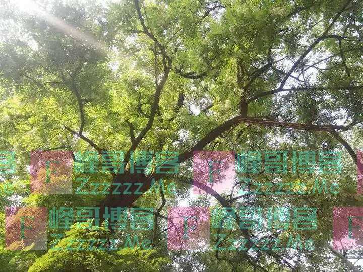 又是一年槐花香！