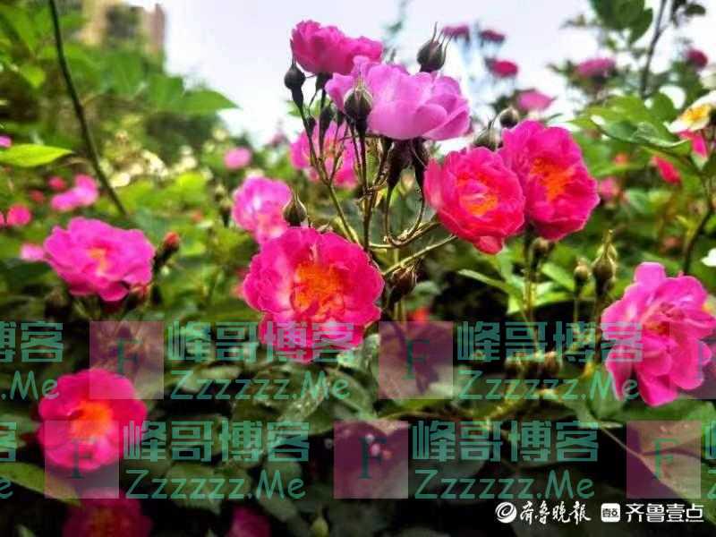 小区蔷薇连片开，红红火火俏丽芬芳