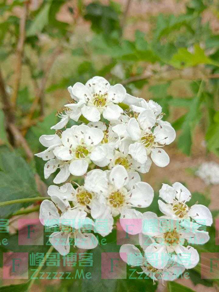 青未了／开在暮春季节里的山楂花