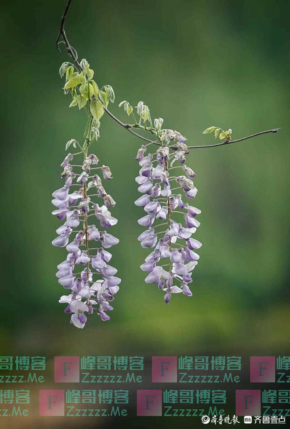 五一摄影“家”｜紫藤花开，不可错过的春日浪漫